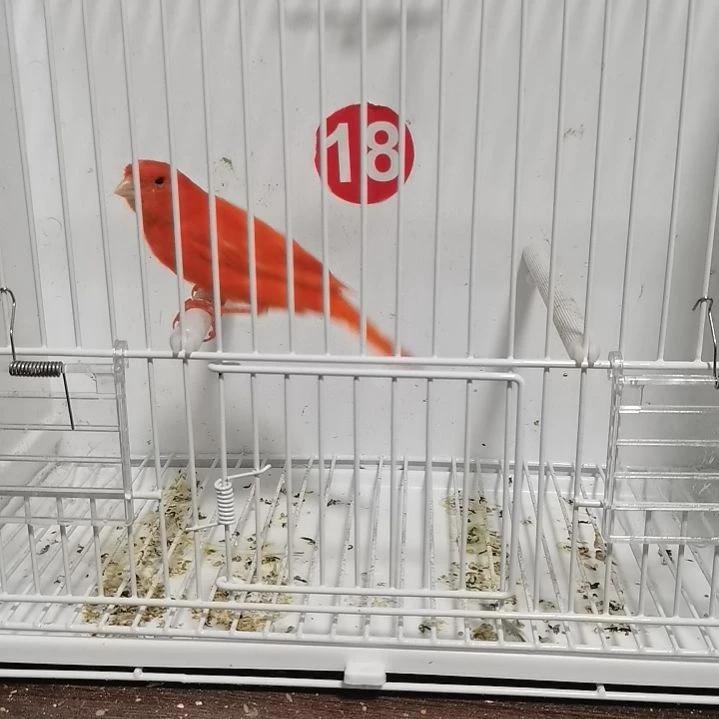 虎皮鹦鹉好**歌红袍母一只