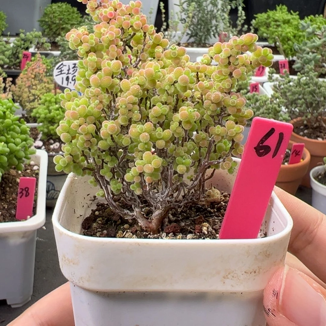61号链接老桩蜜橘6.5厘米盆