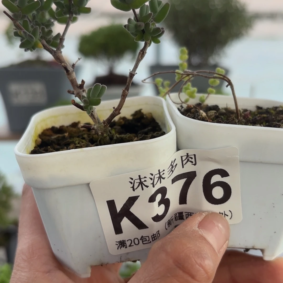 376虾钳和黄金莱斯斯