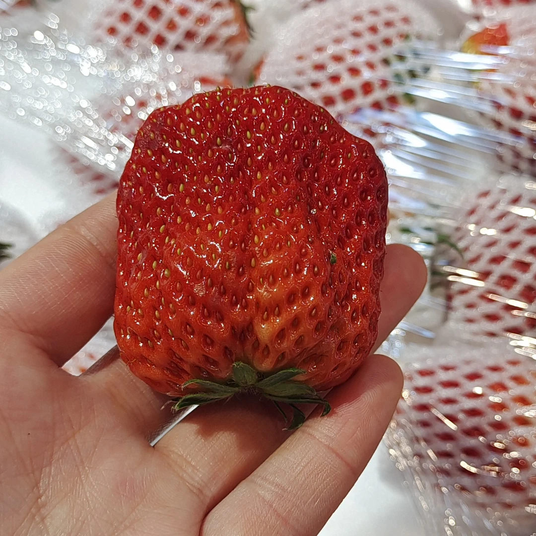 大板老马岗久久草莓