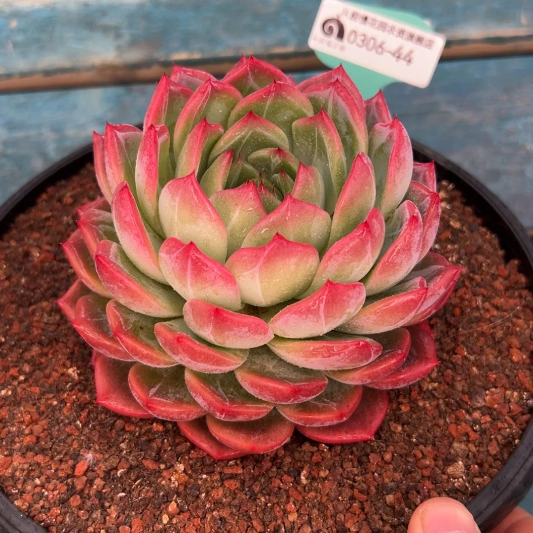 多肉一物一拍0306-44