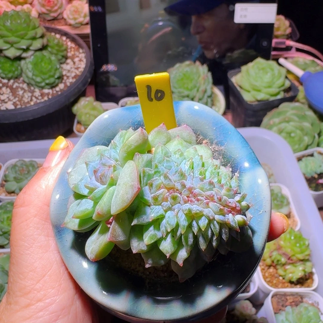 10糖心缀化哈哈哈哈