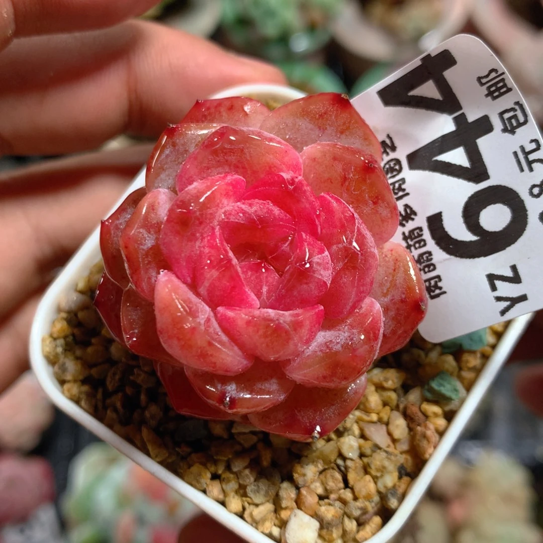 5CM拇指盆精控多肉YZ644
