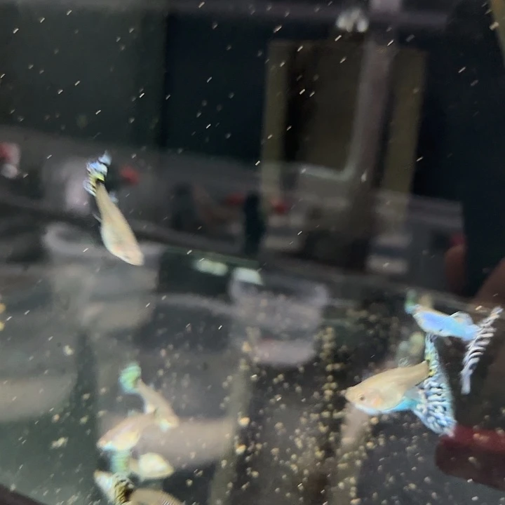 ～***～孔雀鱼辛加蓝马赛克5对