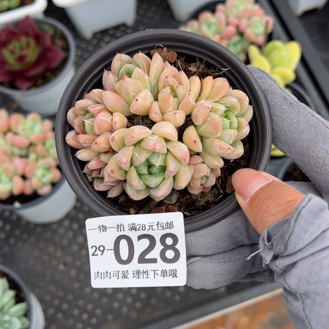 艾莎多肉多肉多肉多肉