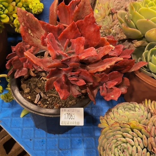 豆*妈钻石锦17063多肉