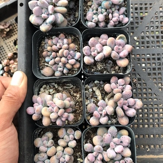 随机发信息和微博视频下载