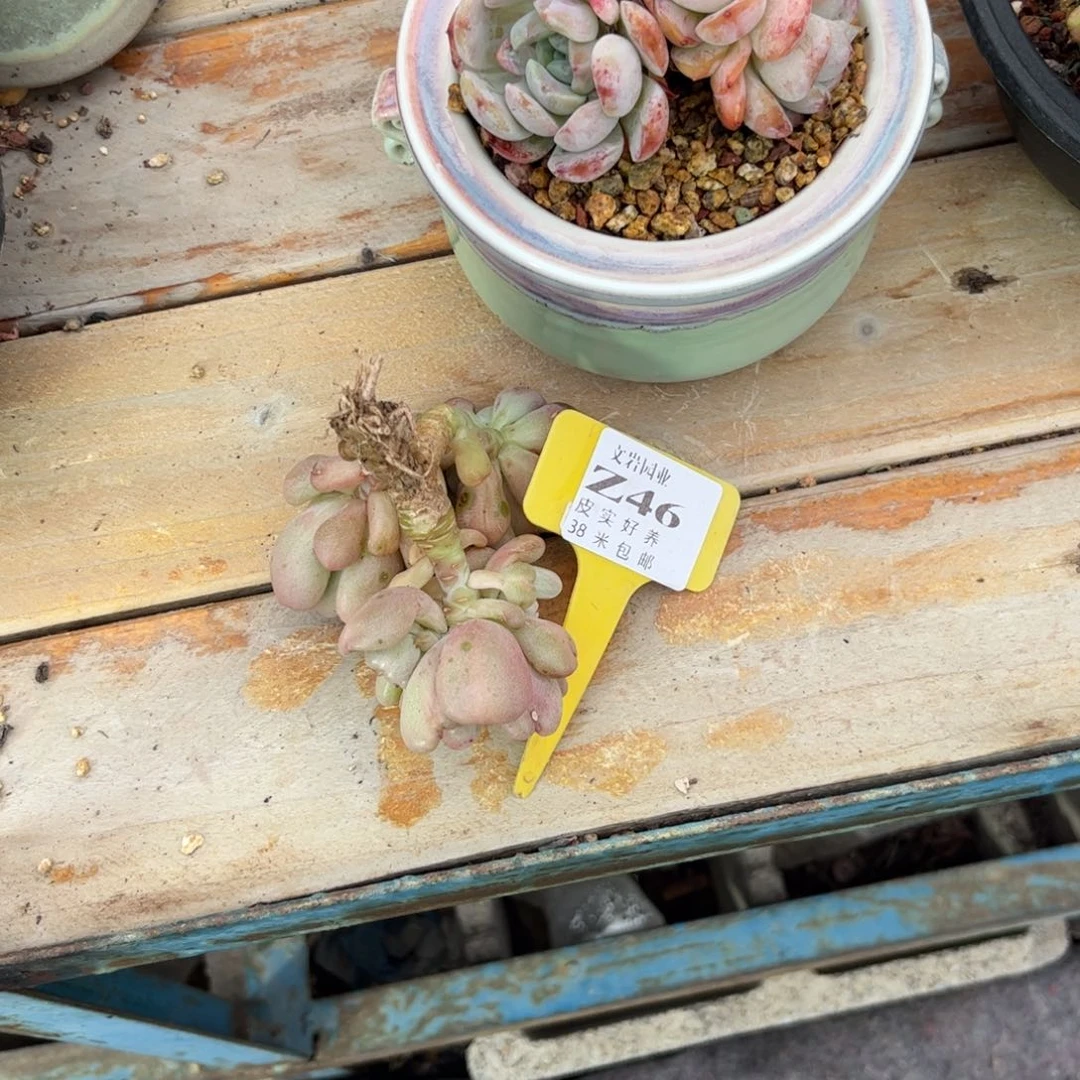 喵**喵多肉植物比尔盖茨11111