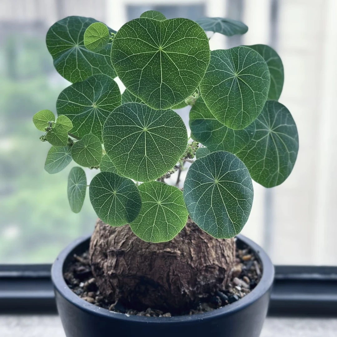 圆叶麒麟红藤山乌龟盆栽室内外水培爬藤绿植中国多肉易养造景盆景