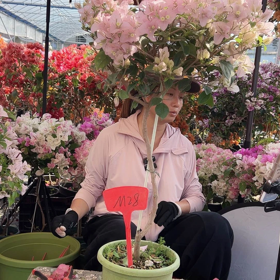 F***Y大部分花苞少量开放M28苹果花