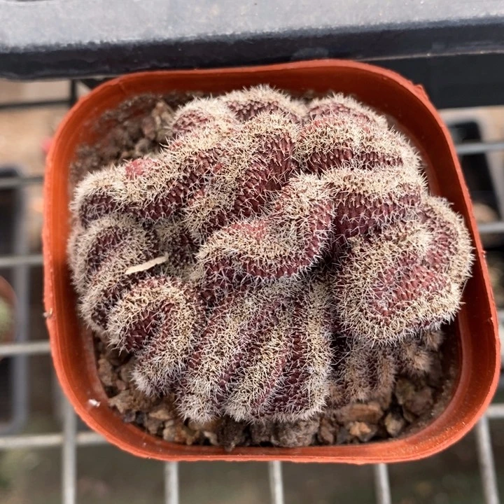 伯克利和格蕾纳等