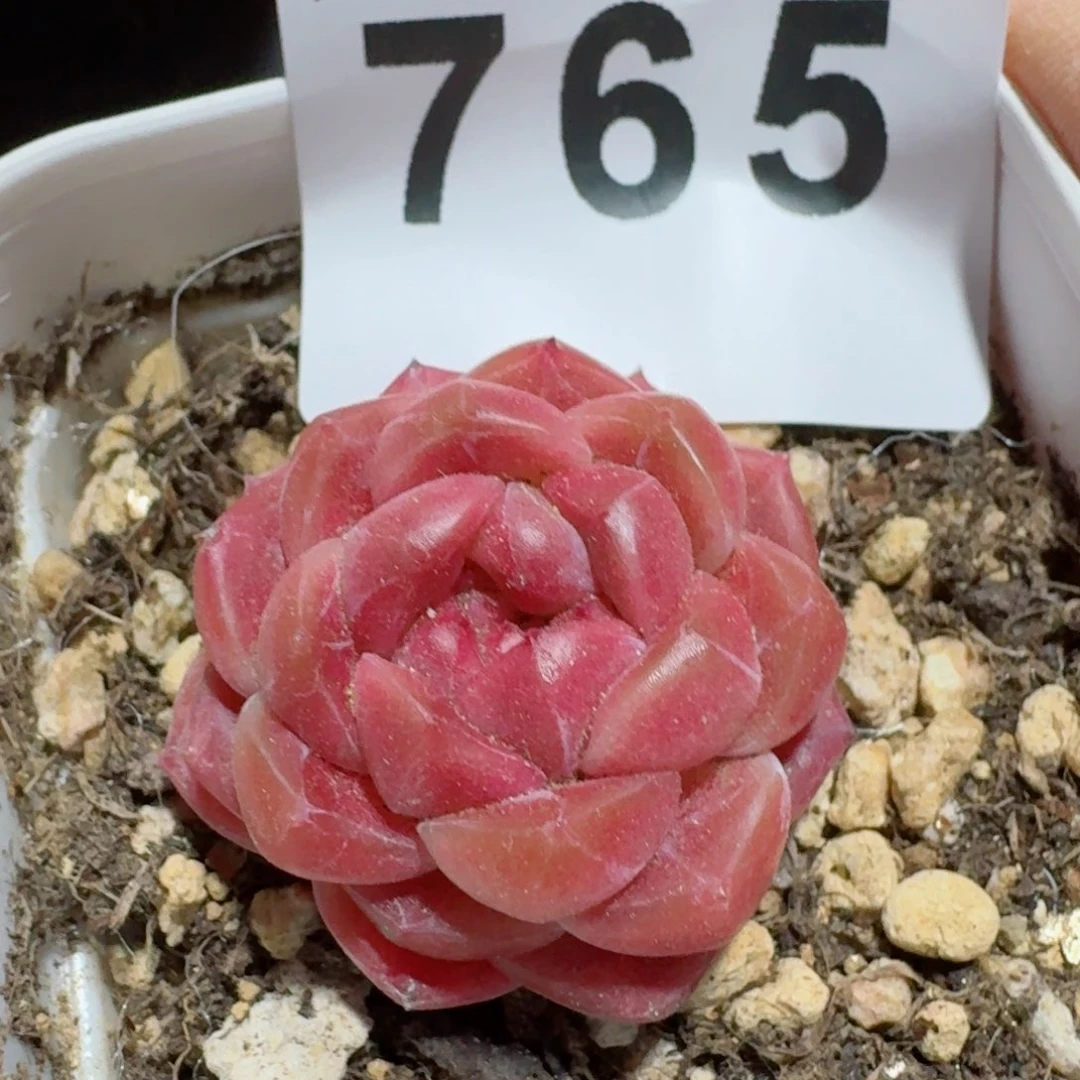 冰魄巧克力         多肉植物