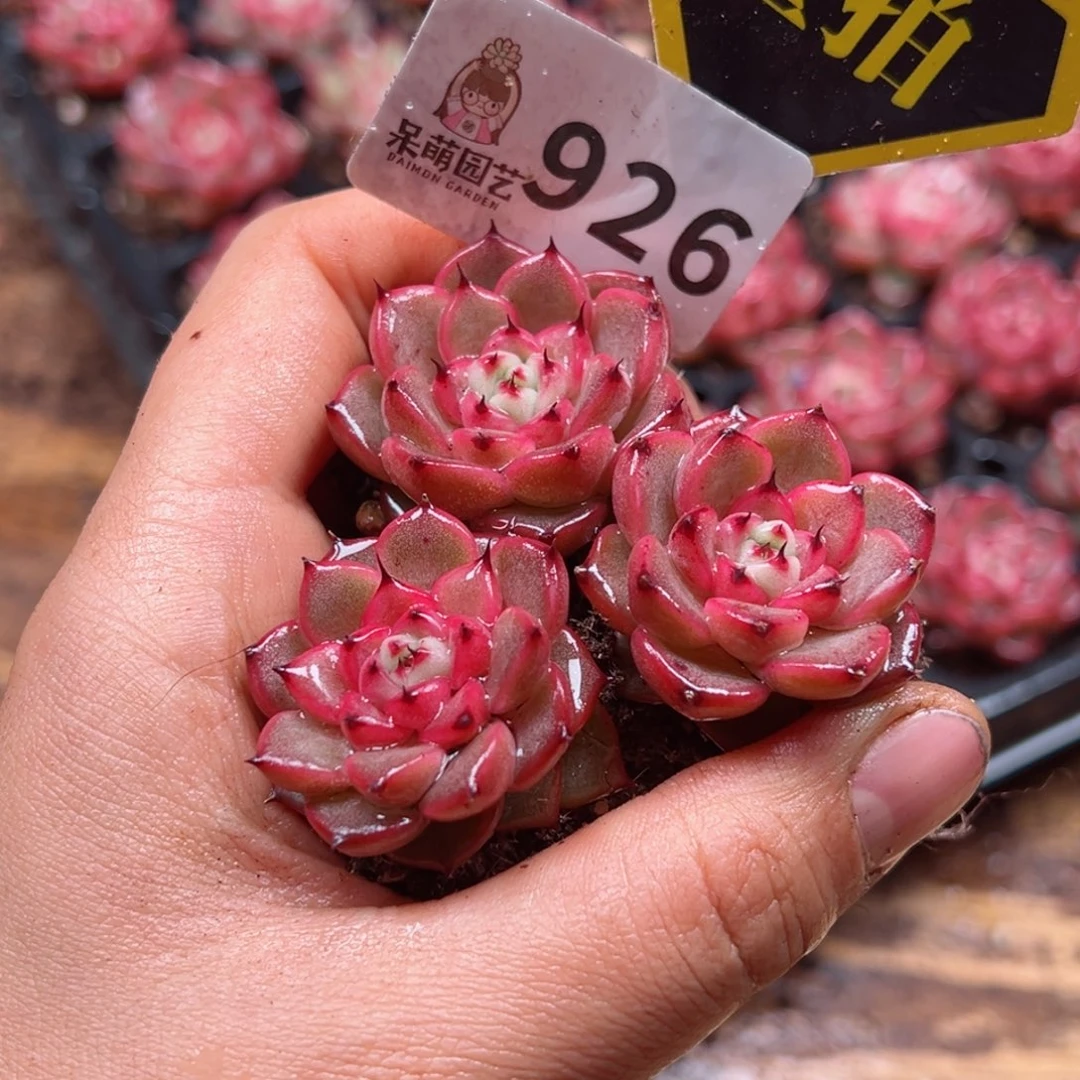 多肉植物多肉植物