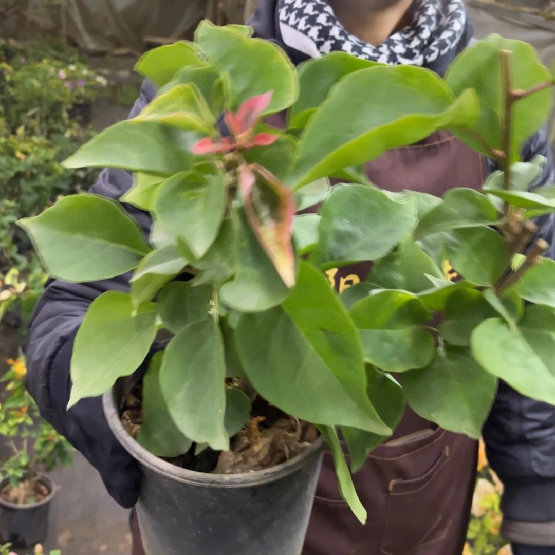 全部花苞（暹罗）三角梅会落花落叶苗有大有小