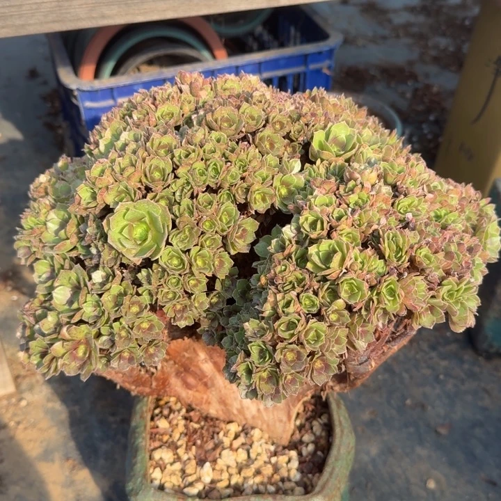 法师瑕疵款特价法师201