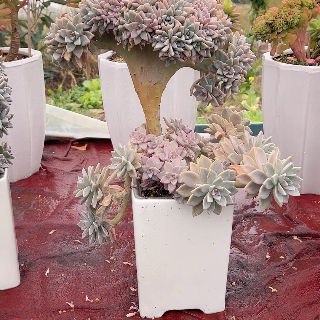 K*n淡雪缀多肉植物脱土