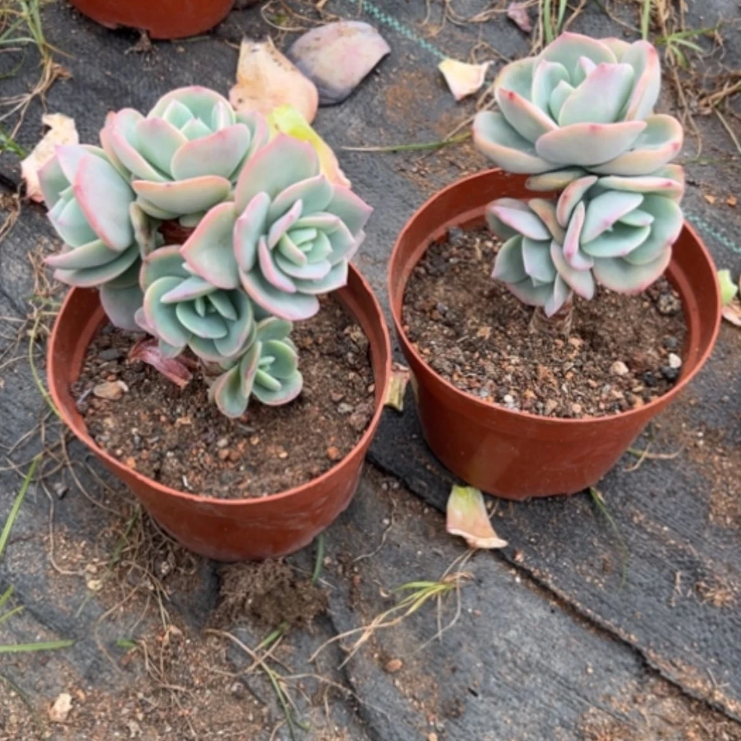 【闪购商品】夏*柜白凤