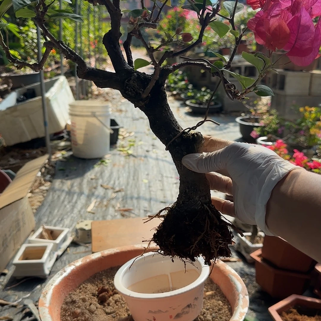 芳***0无花朵同安红三角梅 芳芳