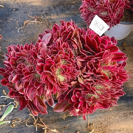 613女巫多肉缀化法师