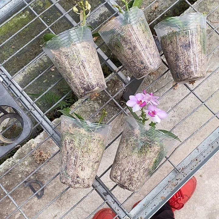 当前无花栽培后可以开花刘式莓果