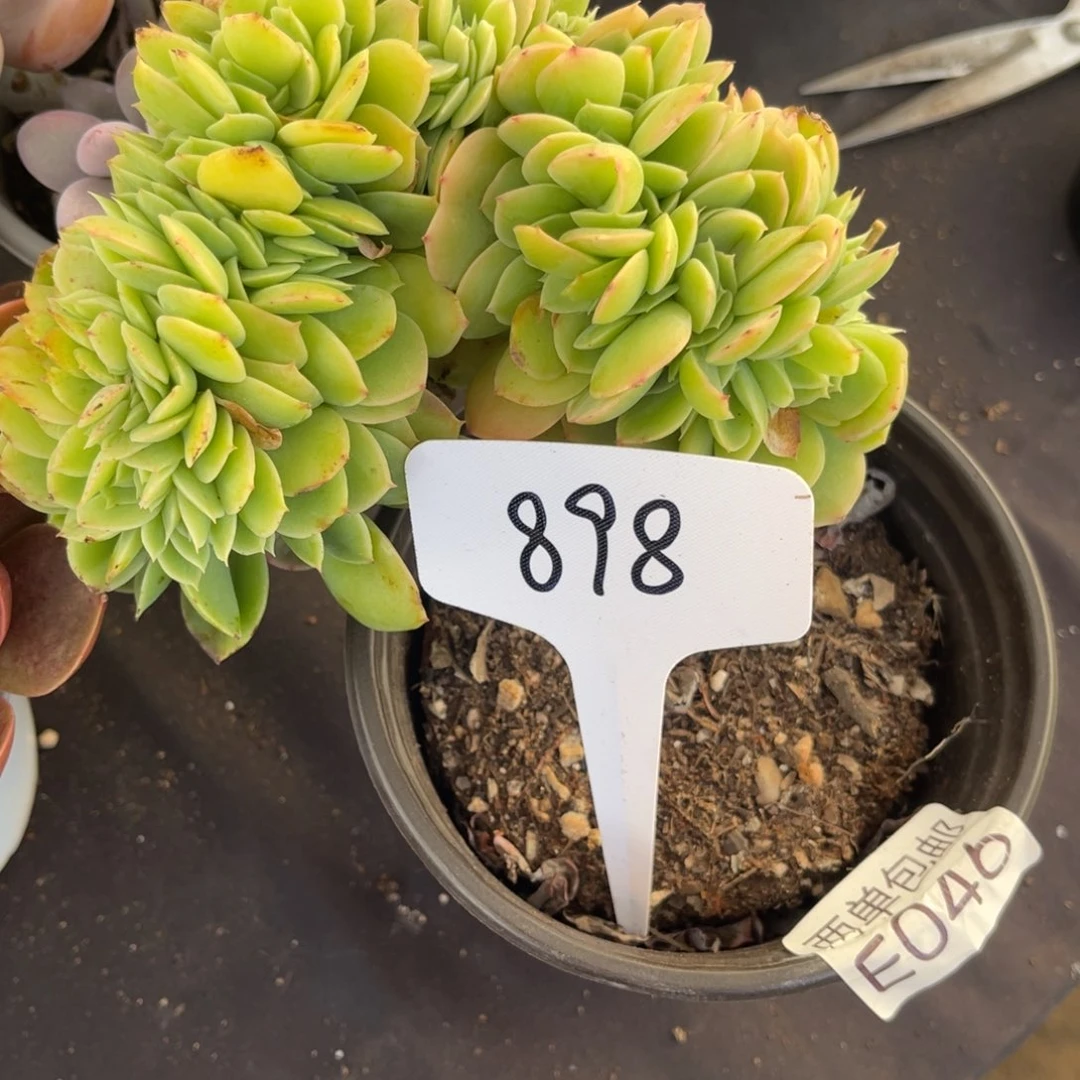 钰***麻老阿姨花卉一物一拍898