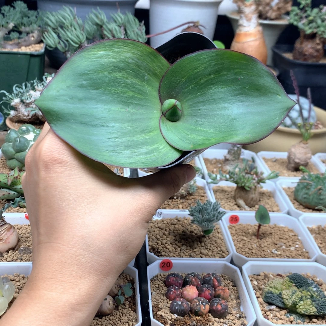 艳镜母本脱土多肉多肉