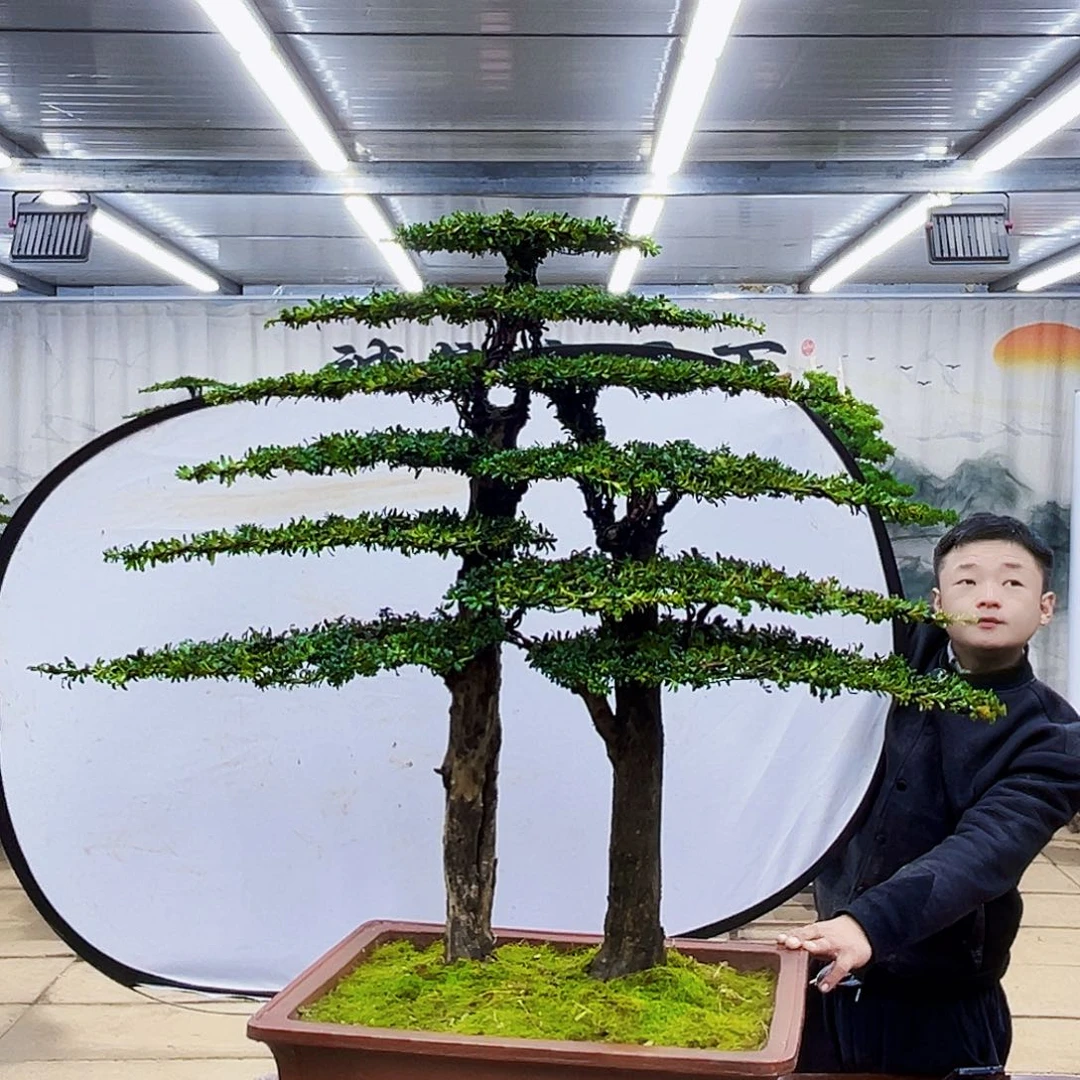 完全开放精品盆景大放漏