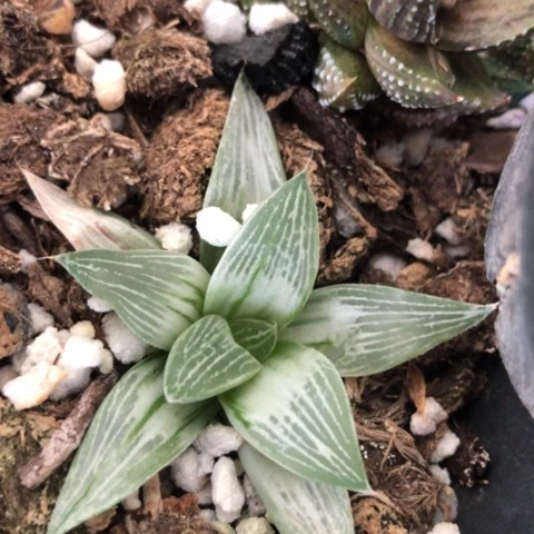 寿锦多肉植物盆栽
