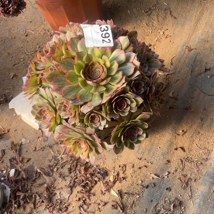 多肉半夏法师392