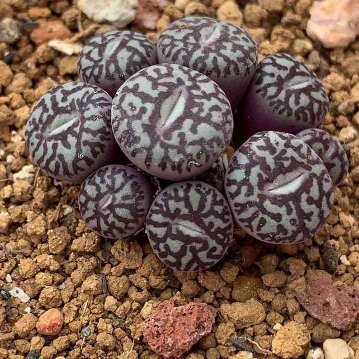 精品多肉植物粗纹墨