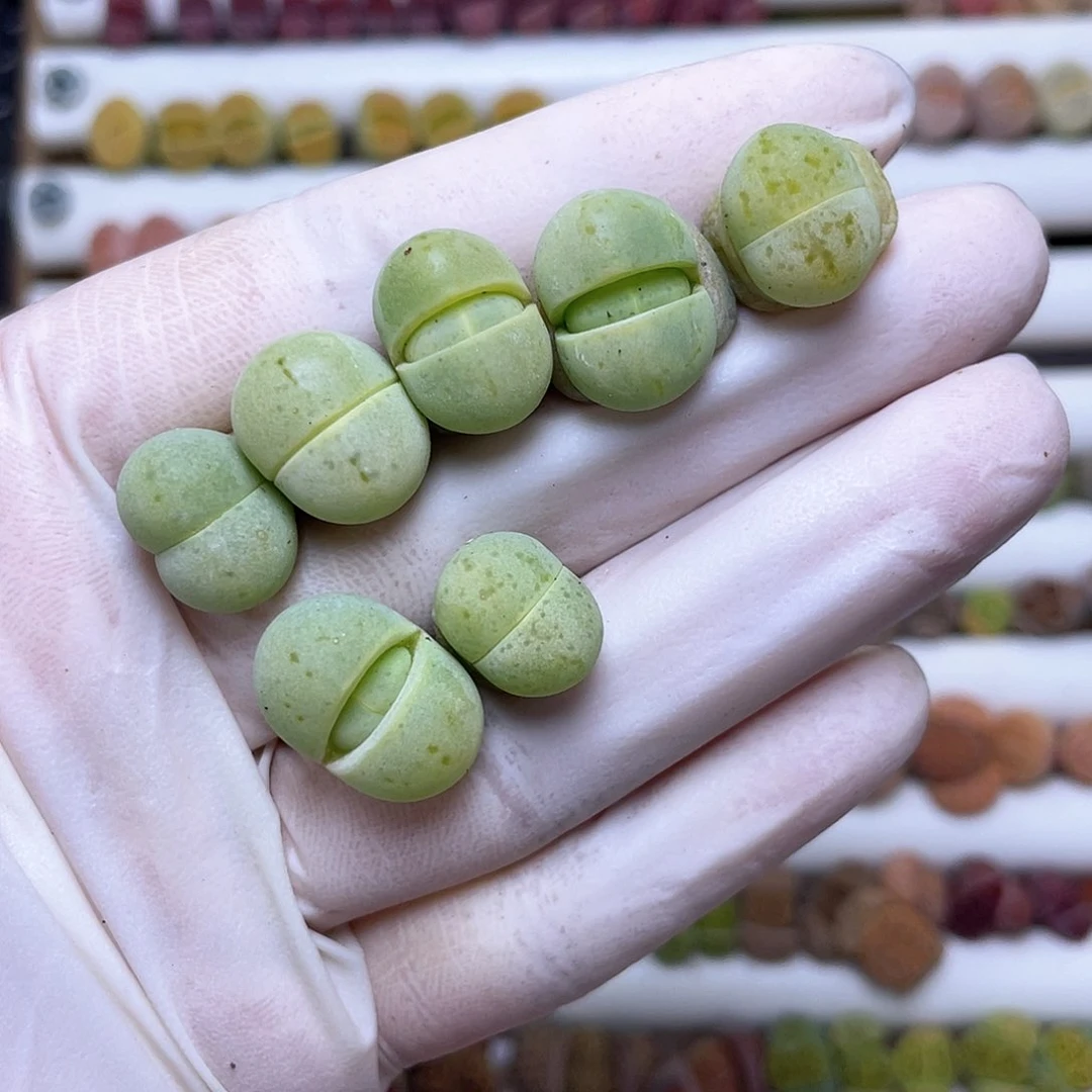 238号 绿大白特特特