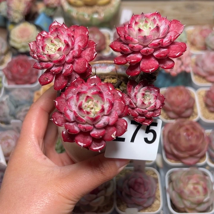 我****?275 多肉植物组合