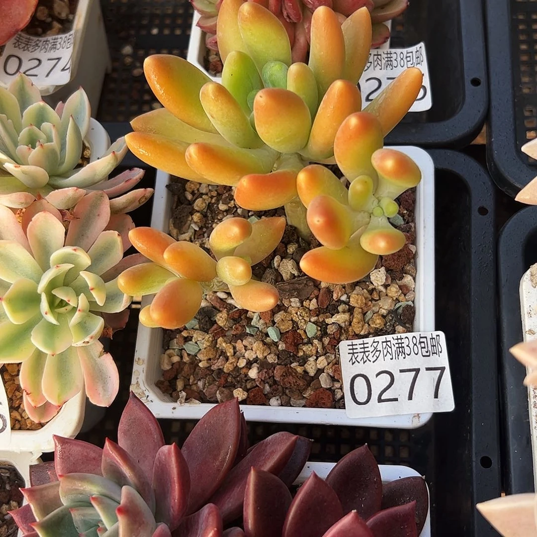 多肉一物一拍植物0277