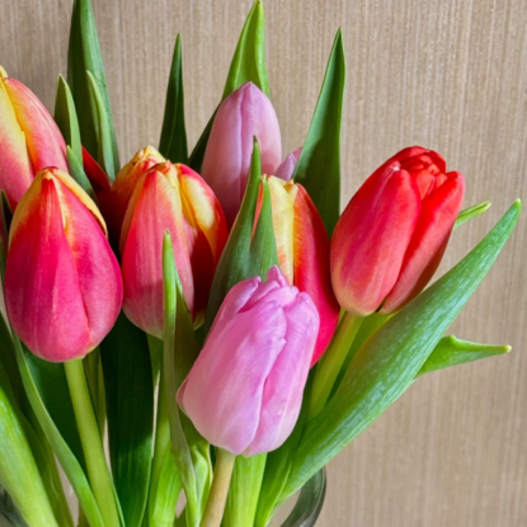 【郁金香洋牡丹组合】花田家鲜花速递