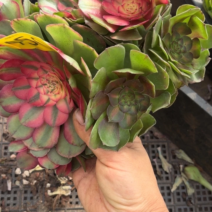 哈哈多肉葡萄福利来450