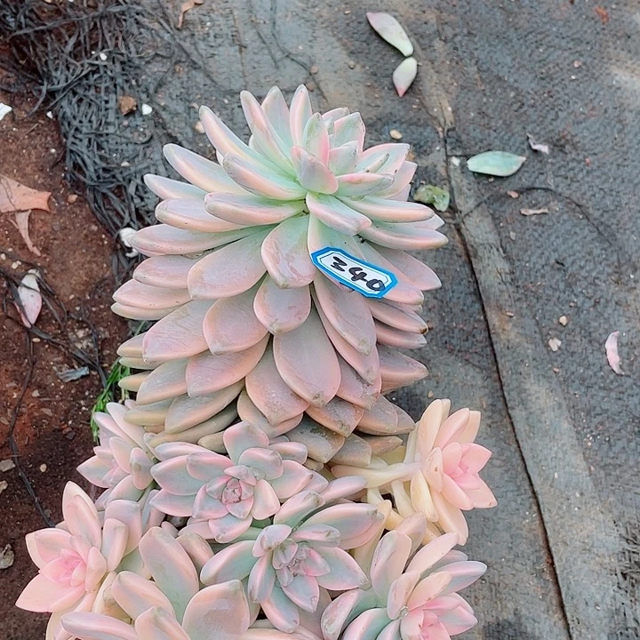 340淡雪锦 一物一拍多肉