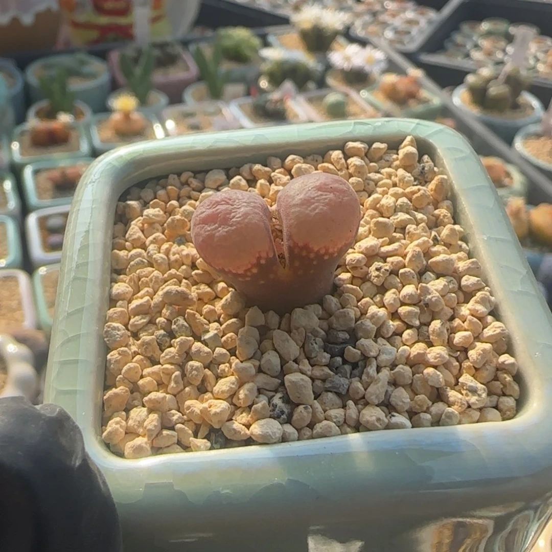 薇***.8525--一物一拍 带盆