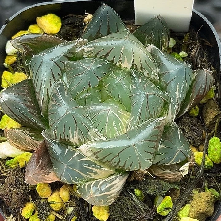 14巨大化特大蓝镜玉露锦
