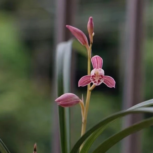 【建兰正红旗】包三个月售后 终身对版
