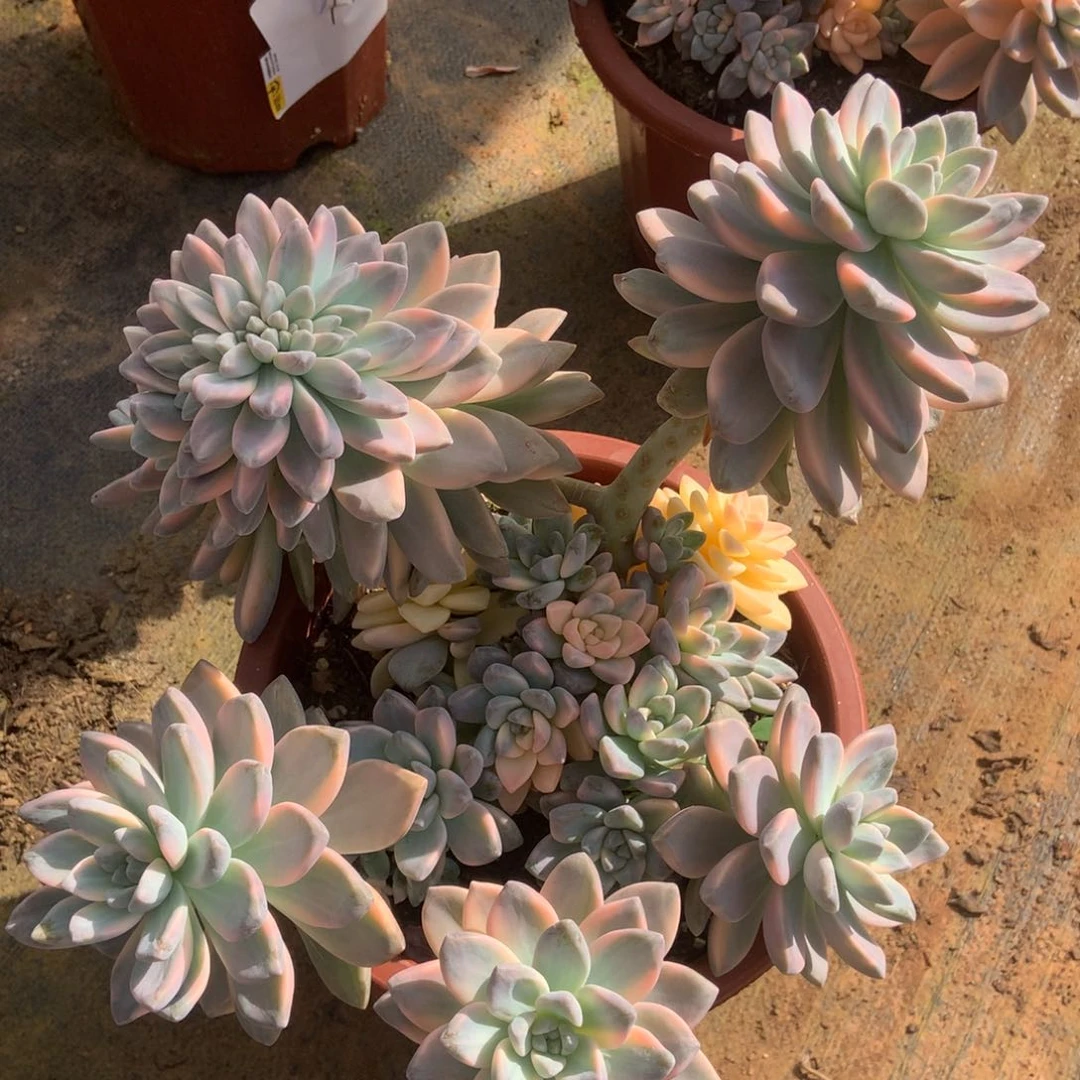 淡雪锦172晓晓一物一拍冷链