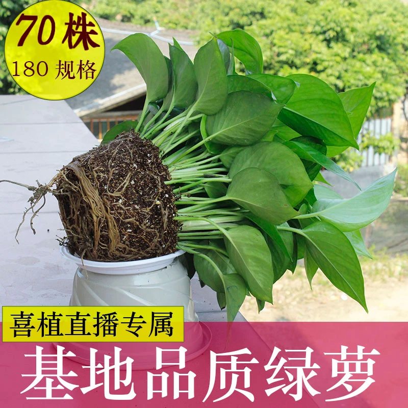 新房绿萝盆栽室内客厅绿植花卉家用净化空气长藤绿箩植物室内吊兰