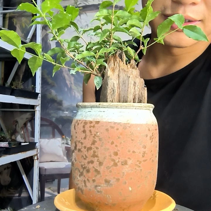 请****西中青园艺一物一拍287