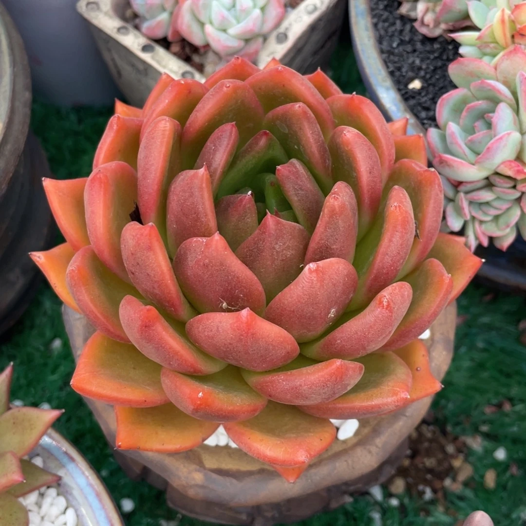 多肉植物盆栽多肉27