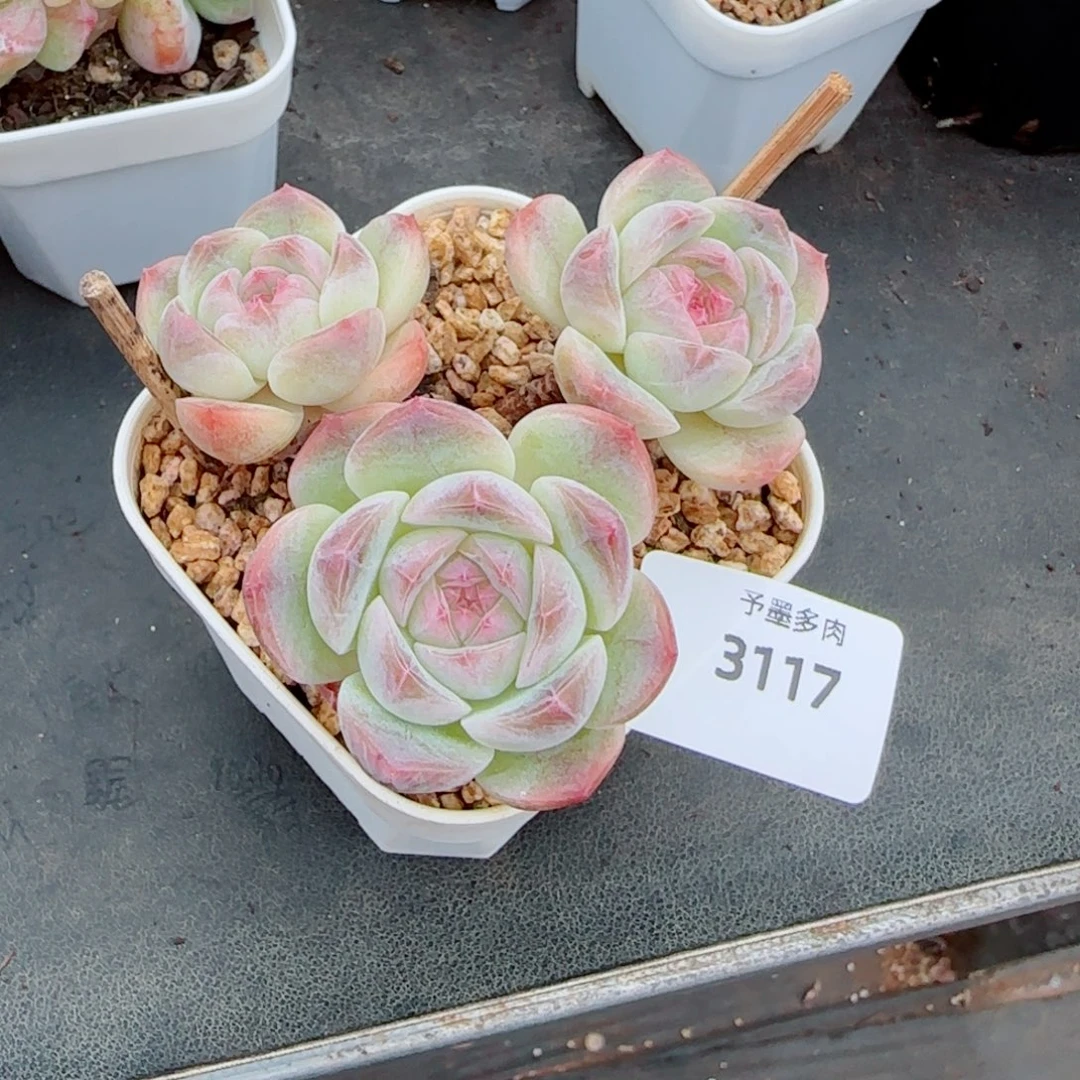 忆***)流心珍妮，3117多肉植物