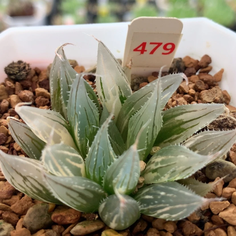 【闪购商品】479大卫针管