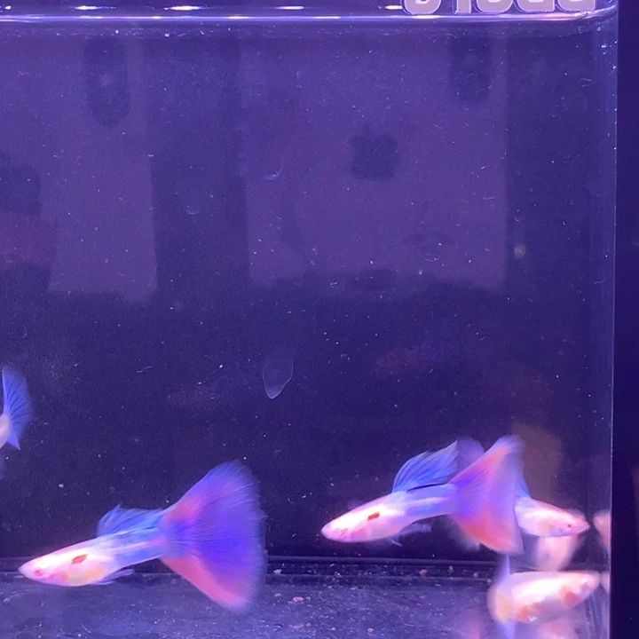 孔雀鱼天使彩虹3对