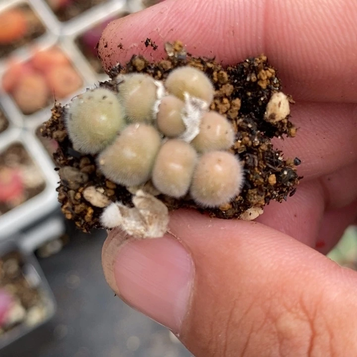 1962一颗一颗一颗