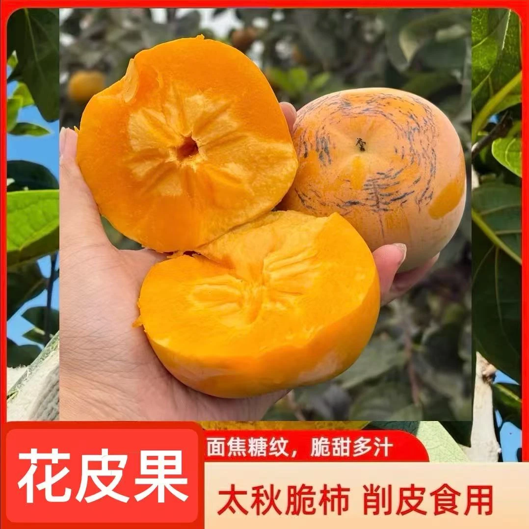 正宗太秋甜柿脆甜多汁糖纹果脆柿子爆甜裂纹果纯甜不涩口应季水果