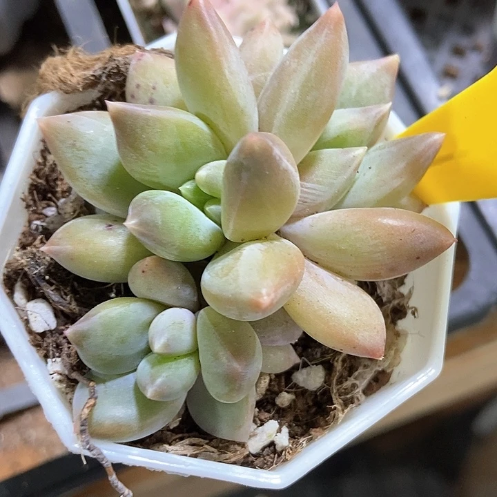 多肉植物重楼634