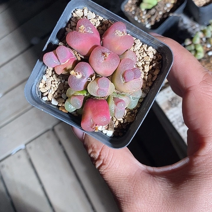 30347。  群生蟠桃。